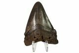 Angustidens Tooth - Megalodon Ancestor #164957-1